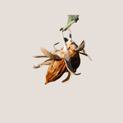 Jojoba Oil